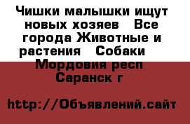   Чишки-малышки ищут новых хозяев - Все города Животные и растения » Собаки   . Мордовия респ.,Саранск г.